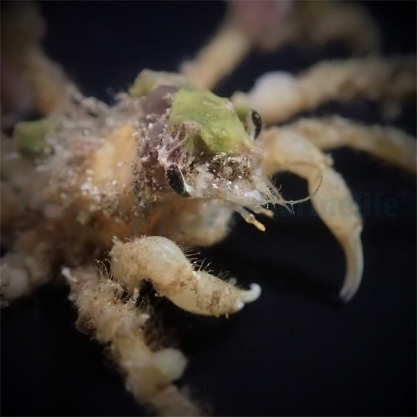 Camposcia retusa