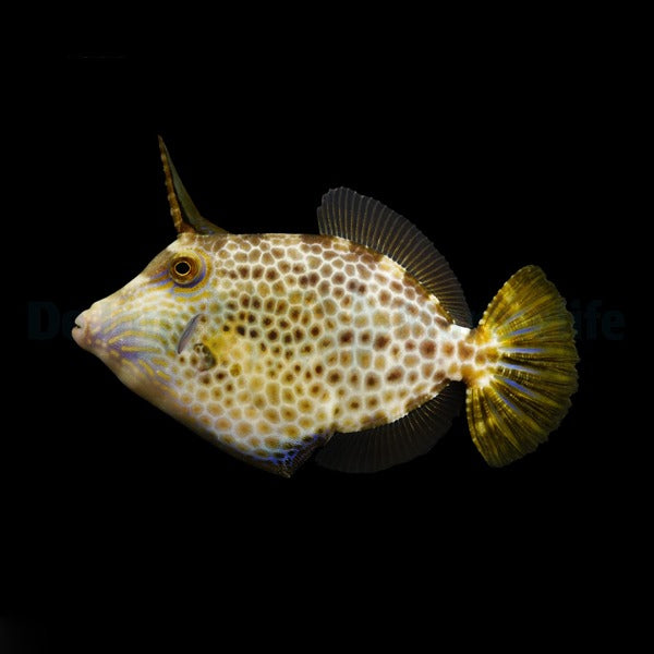 Cantherhines pardalis