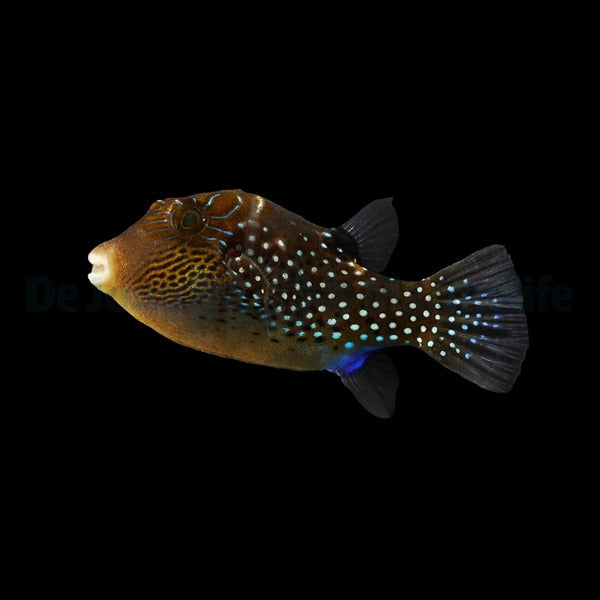 Canthigaster amboinensis