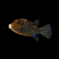 Canthigaster amboinensis