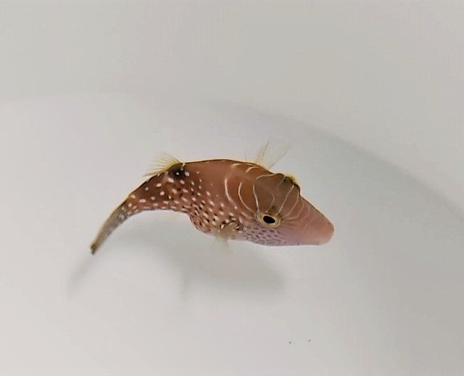 Canthigaster amboinensis