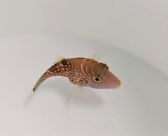 Canthigaster amboinensis