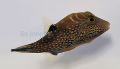 Canthigaster amboinensis