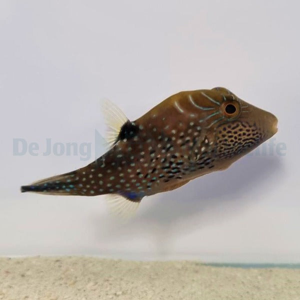 Canthigaster amboinensis