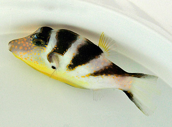 Canthigaster axiologus