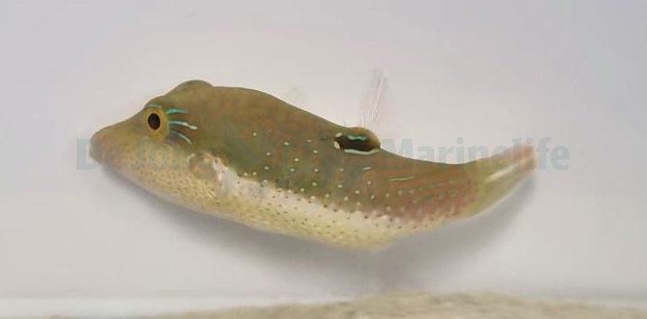 Canthigaster bennetti