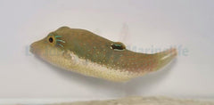 Canthigaster bennetti