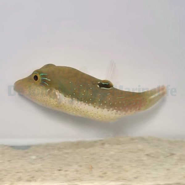 Canthigaster bennetti