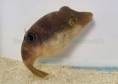 Canthigaster compressa