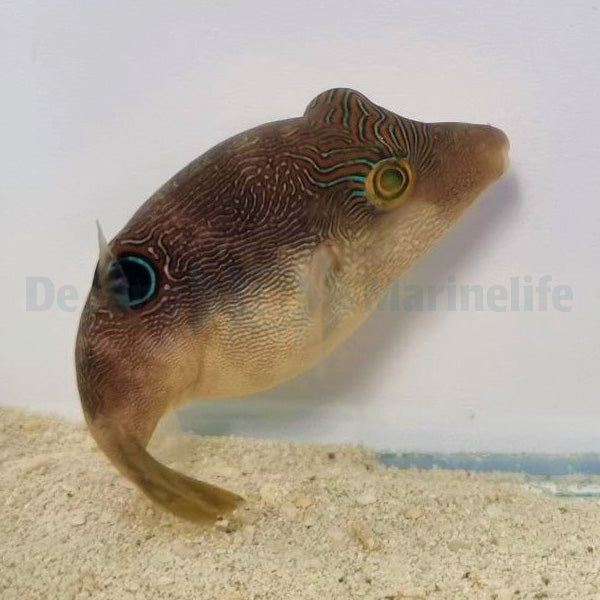 Canthigaster compressa