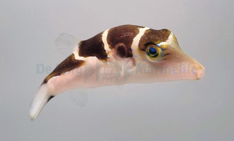 Canthigaster coronata