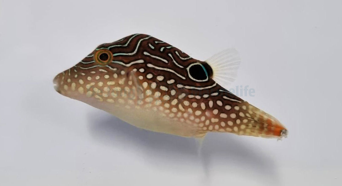Canthigaster margaritata