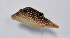 Canthigaster margaritata