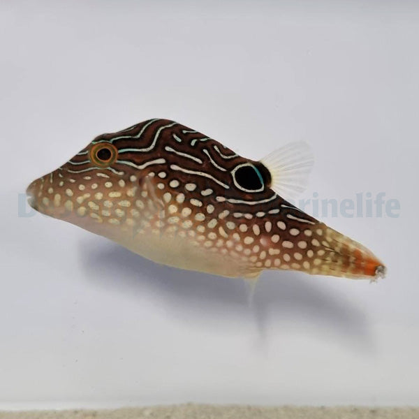 Canthigaster margaritata