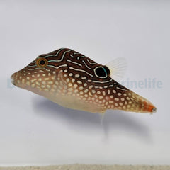 Canthigaster margaritata