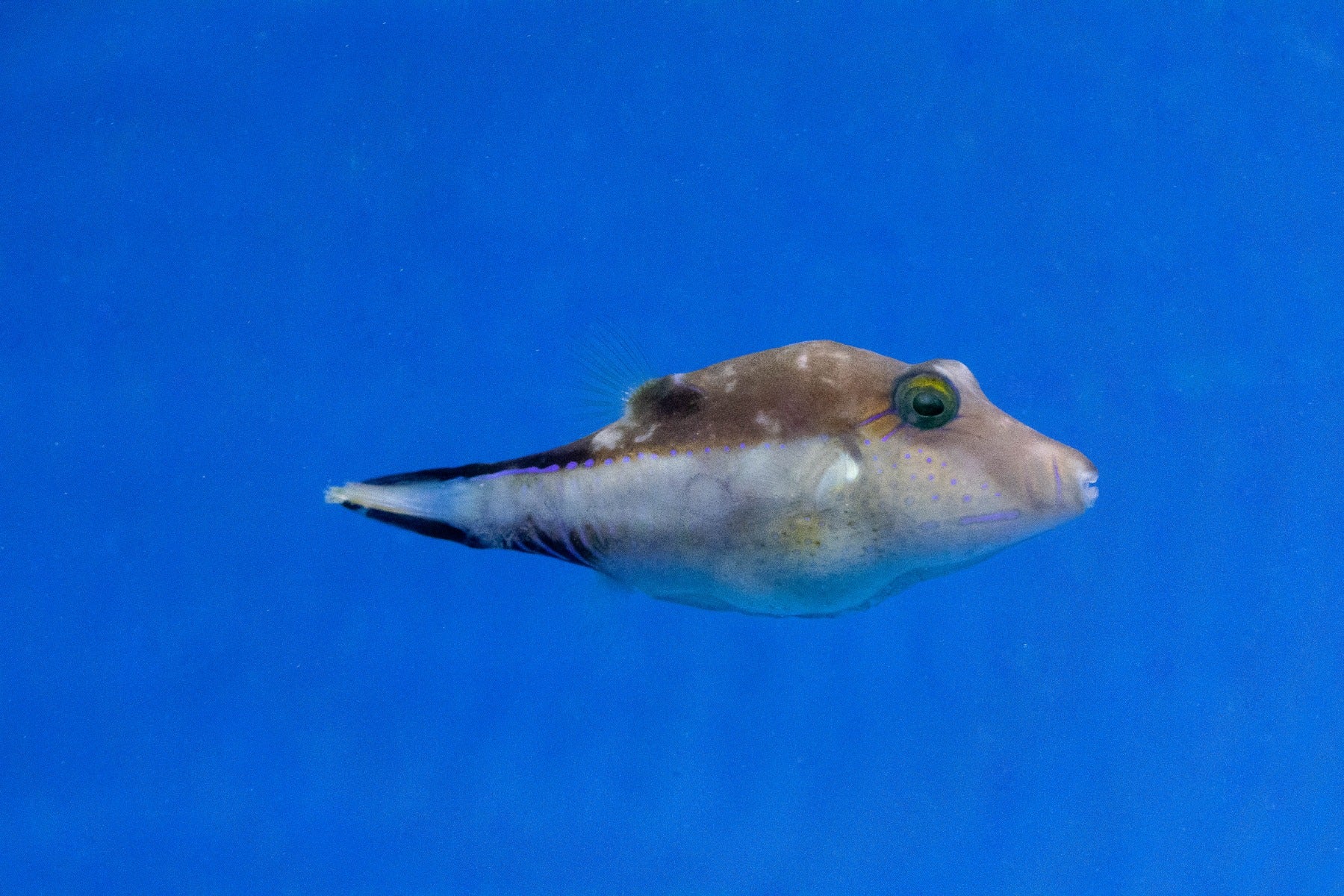 Canthigaster rostrata