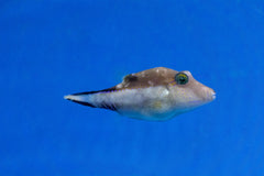 Canthigaster rostrata