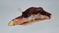 Canthigaster smithae