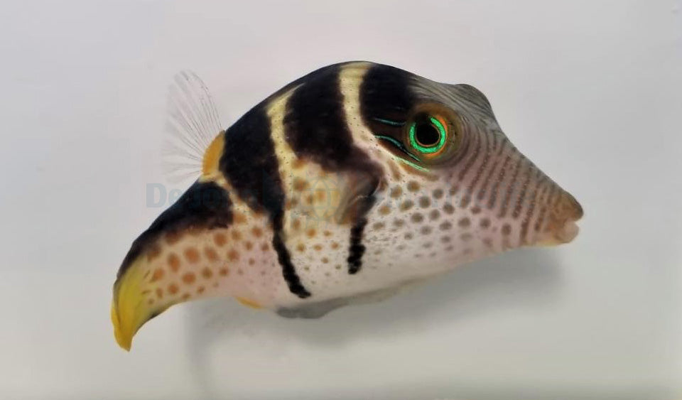 Canthigaster valentini