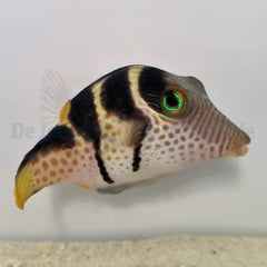 Canthigaster valentini