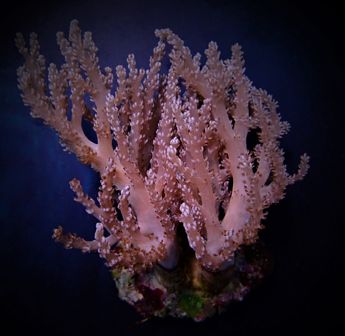 Capnella spp. (Bali)