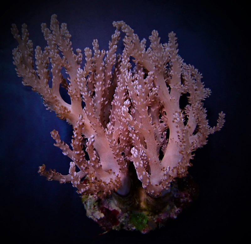 Capnella spp. (Bali)