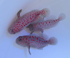 Caracanthus madagascariensis