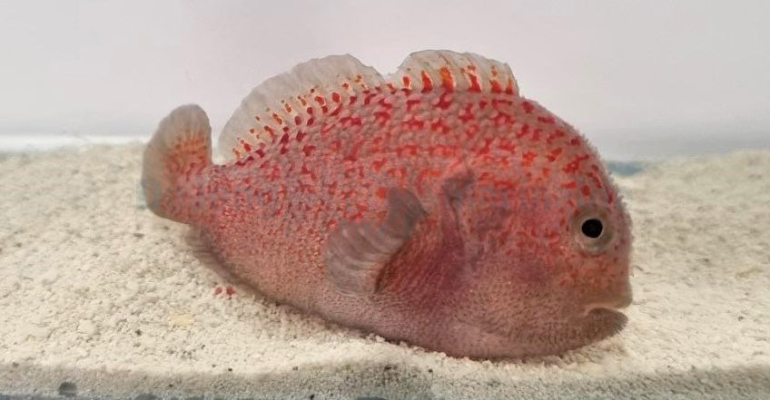 Caracanthus madagascariensis
