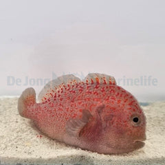 Caracanthus madagascariensis