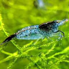 Neocaridina heteropoda var. Carbon rili