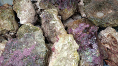 Live rock Caribbean (p/kg)