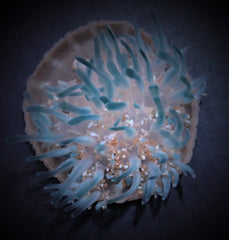 Cassiopea spp.