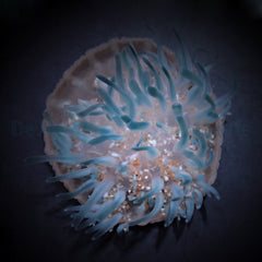Cassiopea spp.