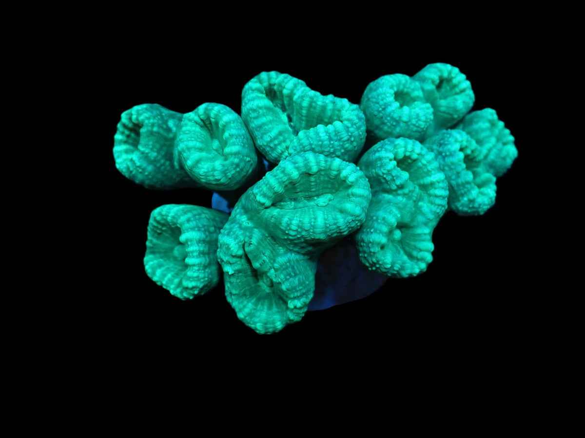 Caulastraea curvata (Green) (DJM Grown) pb 517