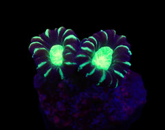 Caulastraea echinulata (frag)