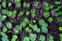 Caulastraea curvata (Green) (frag)