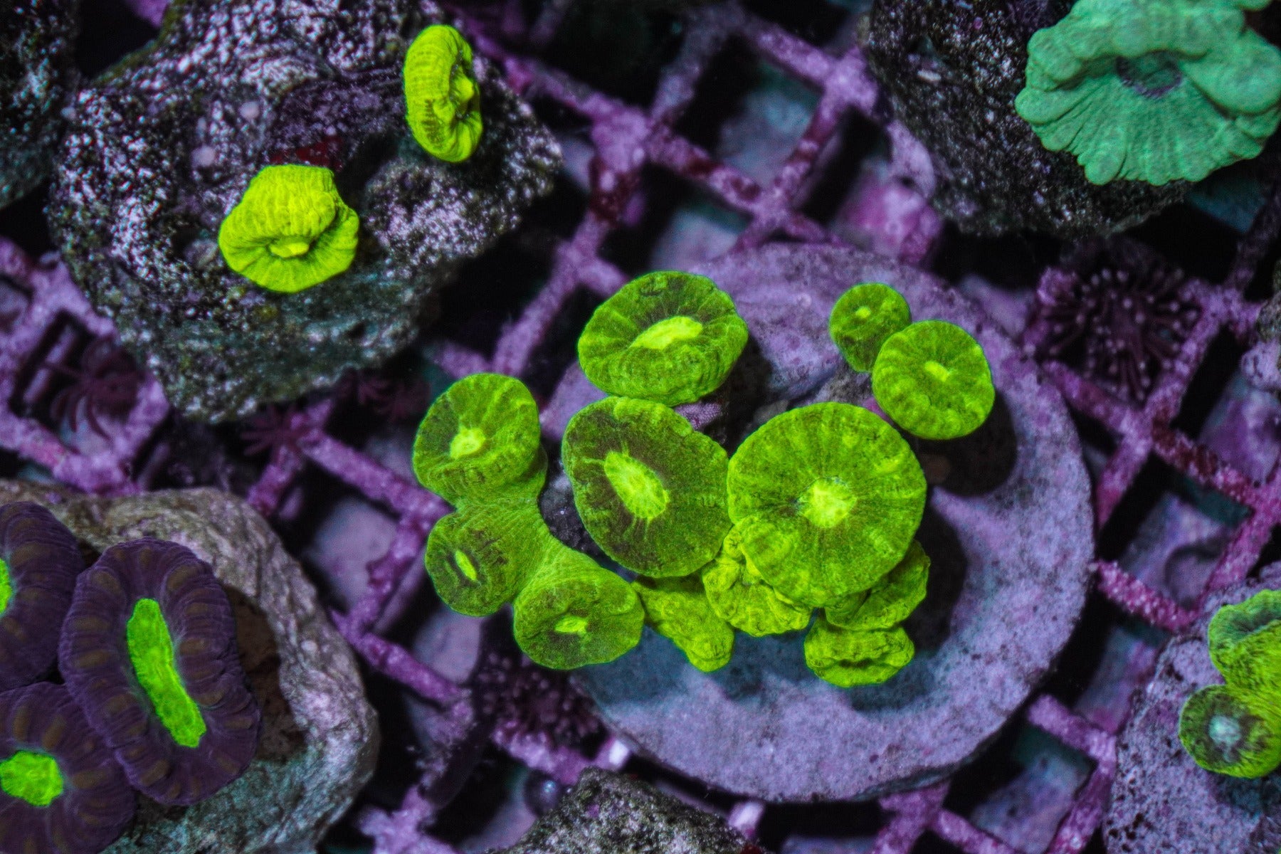 Caulastraea curvata (Green) (Ultra)