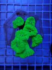 Caulastraea curvata (Green) (Ultra)