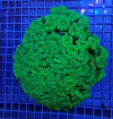 Caulastraea curvata (Green) (Ultra)