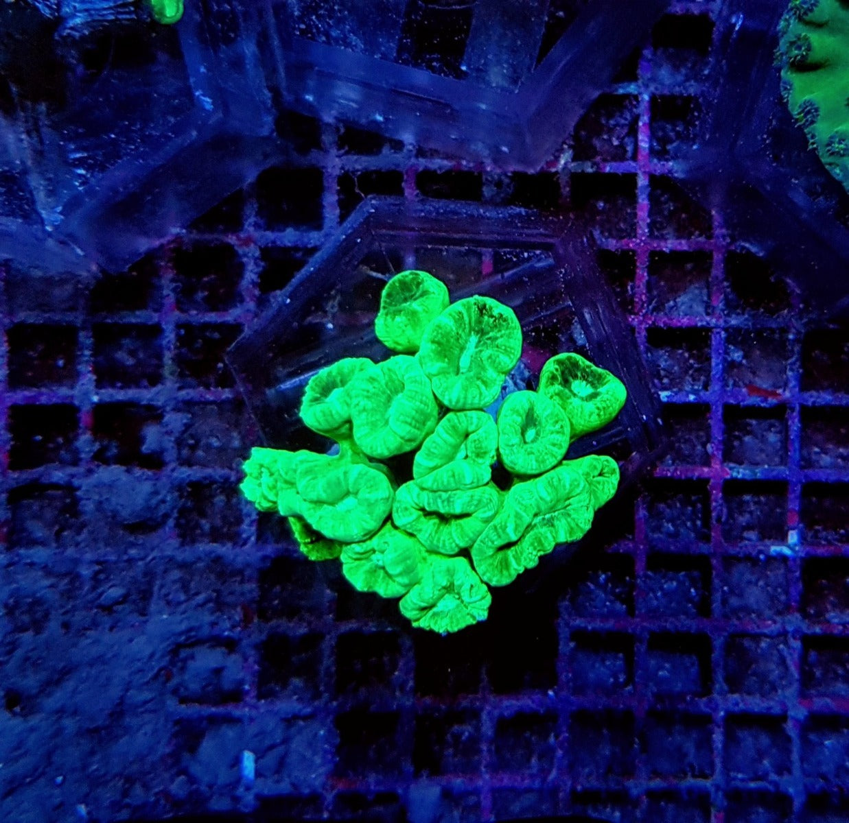 Caulastraea curvata (Green) (Ultra)