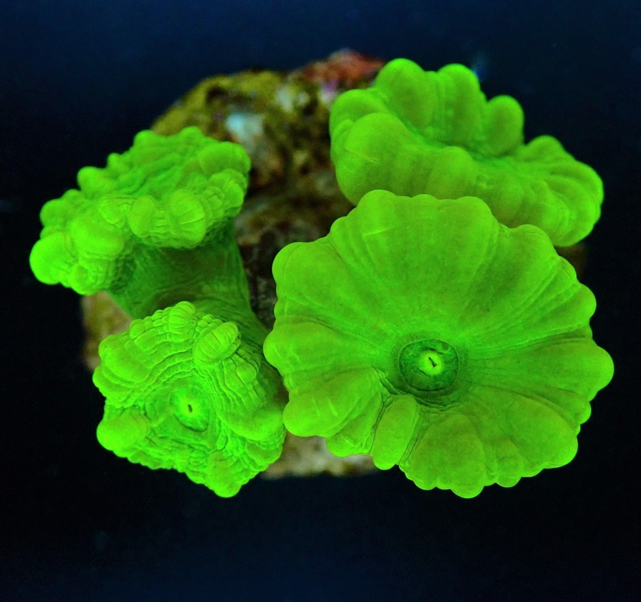 Caulastrea curvata (Green) (Ultra)