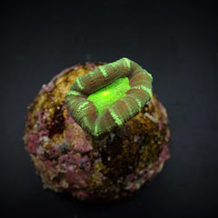 Caulastraea echinulata (frag)