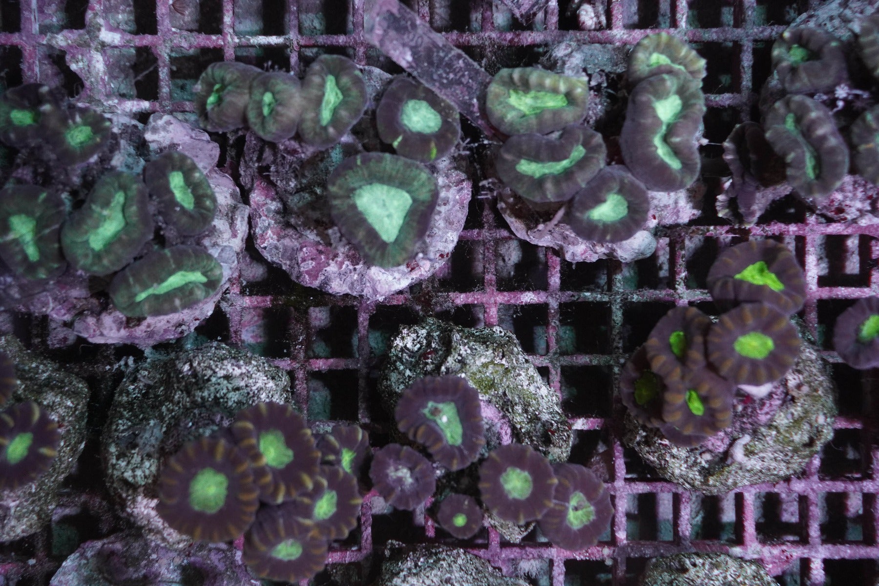 Caulastraea furcata (frag)