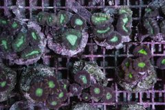Caulastraea furcata (frag)