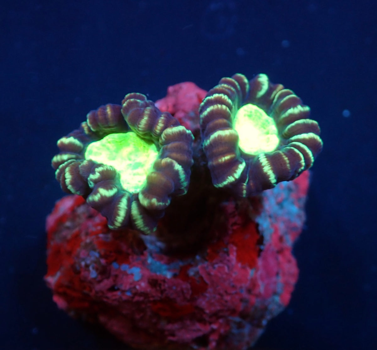 Caulastrea furcata (Star Mint Candy Cane) pb 054