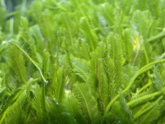 Caulerpa spp. (without rock)