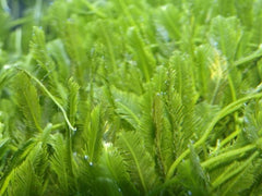 Caulerpa spp. (without rock)