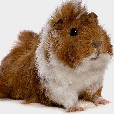 Borstel cavia Man