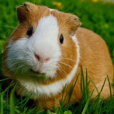 Gladhaar cavia Vrouw