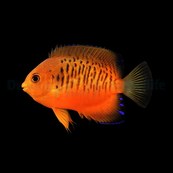 Centropyge shepardi